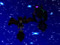Voidrae Wyverns Voidrae Wyverns