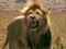 Call Me Leo Krugeri