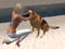 ♥ Sparky  