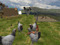 CHICKENS