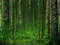 Eternal Forest