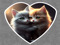 Loving Kittens Loving Kittens