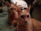 10. Tiggy (foreground) & Zanny aka Tarzan (background)