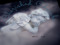 Cherished Cherubs
