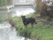 My Dog My Dog