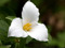 the province  national flower    the trillium 