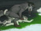 Yiff's Breeders Party! Yiff's Breeders Party!
