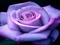 Club La Rose Pourpre Club La Rose Pourpre