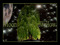 MoonWillow Designs