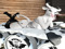 4 ~ Minotaur ~ 4 ~ Minotaur ~