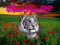 Marcel Tiger family 