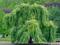 Willow Point Willow Point
