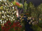 Midalon Love Garden &*Starry Night Ballroom* Midalon Love Garden &*Starry Night Ballroom*