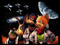 Star-Fox Team