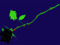 Thorns of the Black Rose