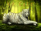 WK Cats Auction and Ads Group 