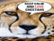 CHEETAH Lovers CHEETAH Lovers