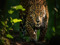 Panthera_onca