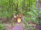 Songs From The Foilage
