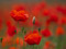 Flower Family