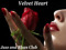 Velvet Heart Jazz & Blues Velvet Heart Jazz & Blues