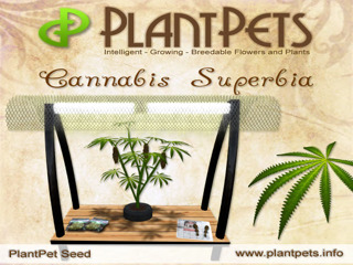 Pet City Cannabis Dispensary