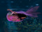 ><((('> The Diamond Reef <')))><