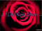 ..: The Rose Shop :.. ..: The Rose Shop :..