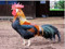 My Cock My Cock