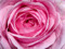 Pinkrose Family