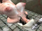 Whores' Dirty Holes Whores' Dirty Holes