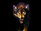 The Alpha of a wolf pack