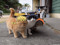 Cat Gang