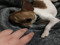 4. 'My World in the form of a Puppy' 4. 'My World in the form of a Puppy'