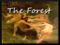 ~The Forest ~ Woods & Wildlife Park ~The Forest ~ Woods & Wildlife Park