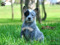 Blue dogs are real
