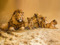 Lady Lionheart's Family