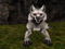 Mischief the Direwolf Mischief the Direwolf