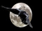 Ravenmoon Clan