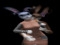 Jomo Rabbit
