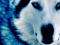 DJ Winterwolf friend