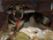 ~Memory of Zeus & Momma ~Memory of Zeus & Momma