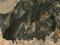 Bats