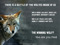 Wolves Wolves