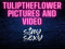 tulip aves sfw and nsfw 