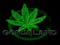 Gonja Land Live Entertainment